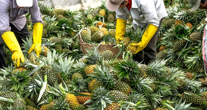 Organic farms avoid toxic inputs, improve soil health, grow clean, sustainable food that supports nature.