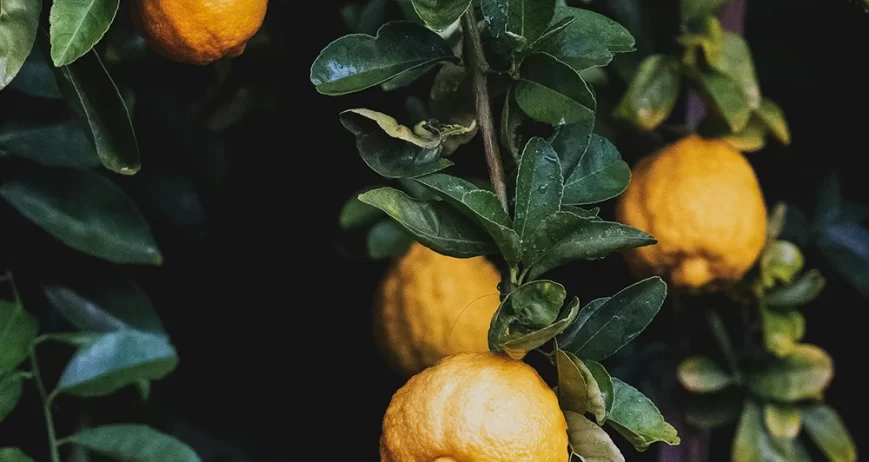 Ballan wrasse climbing gourami amur pike Arctic char, steelhead