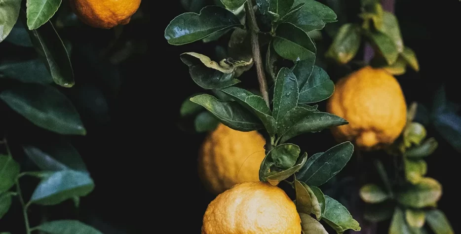 Ballan wrasse climbing gourami amur pike Arctic char, steelhead